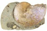 Iridescent Fossil Ammonite (Sphenodiscus) - South Dakota #189318-1